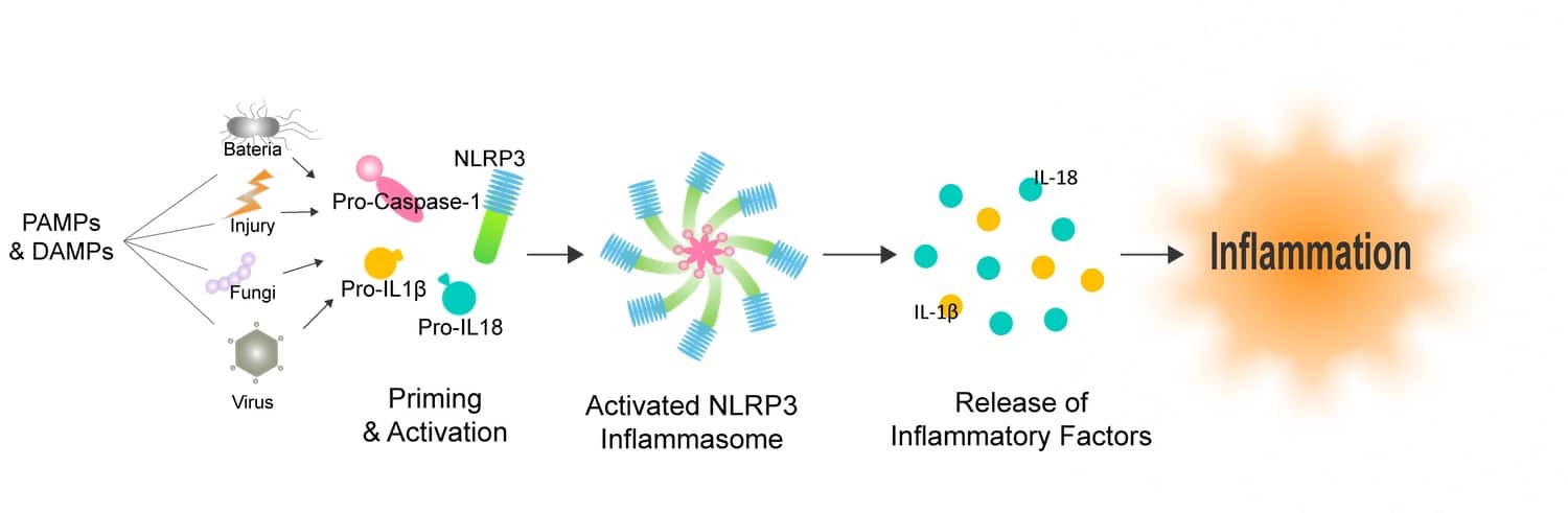 2. NLRP3 inflammasome inflamation website 0411