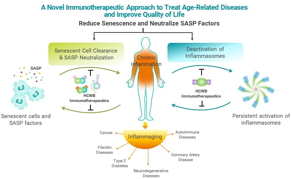 b. Focus-two primary pathways for alleviating senescence Jan 2025 JPG cropped